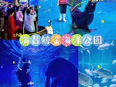 -烟台海昌鲸鲨海洋公园