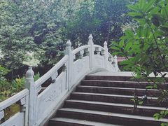 -金花茶公园