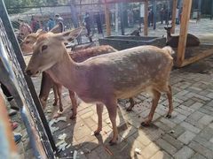 -长白岛森林公园