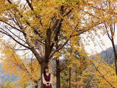 -千年银杏谷文化旅游区