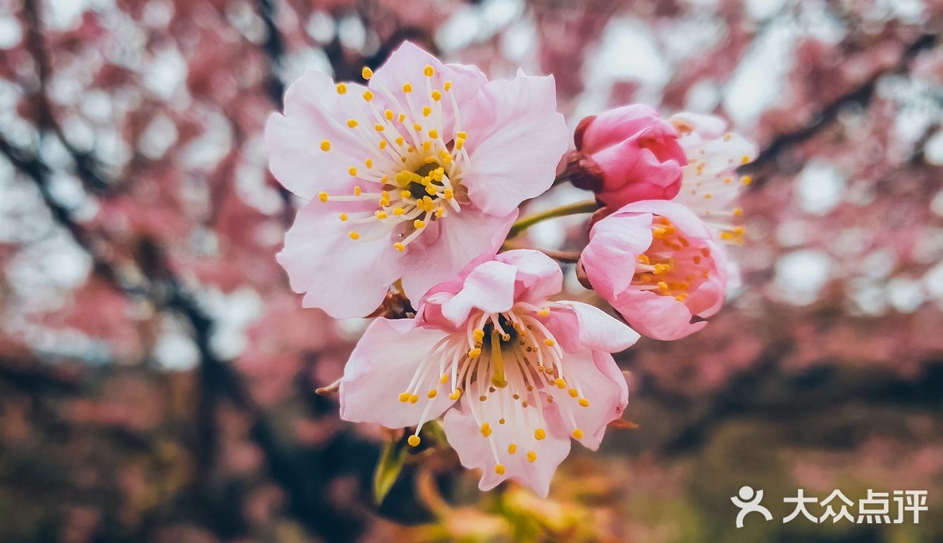 在衡阳打卡日本同款樱花海🌸