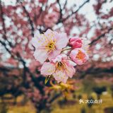 在衡阳打卡日本同款樱花海🌸