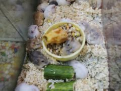 -双季花艺园艺市场(浦东店)