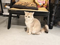 -琪喵猫屋·撸猫猫咖·猫舍