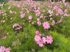 -春花秋色城市公园