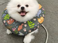 -半岛宠物医院24小时(科华中路店)