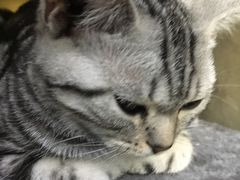 -猫尾侦探俱乐部·剧本杀·狼人杀