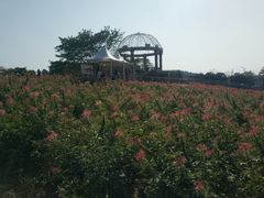 -大塘金香草谷