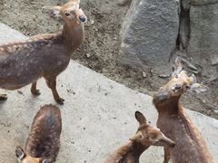 -栾川竹海野生动物园