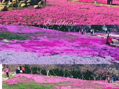 -棒棰岛宾馆景区