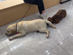 -瑞鹏宠物医院·超声·骨科·奇麟分院(蜀都万达店)