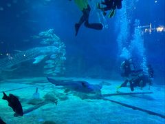 -烟台海昌鲸鲨海洋公园