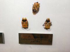-上海昆虫博物馆