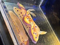 -鹿儿岛水族馆