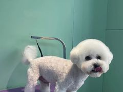 -喵宠乐园·撸猫互动·猫舍