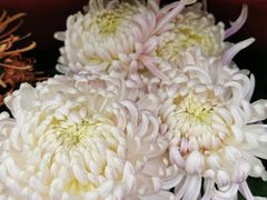 -秦美花卉(天朗·莱茵小城2期店)