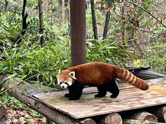 -都江堰中华大熊猫苑