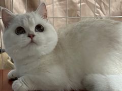 -三花喵·撸猫购宠·宠物生活馆(虹桥南丰城店)