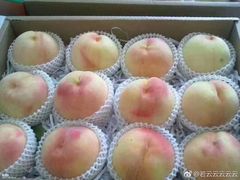 -南汇新场正宗水蜜桃采摘