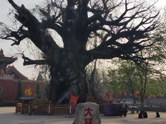 -大槐树寻根祭祖园