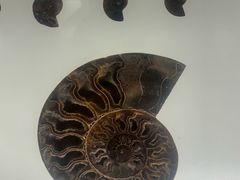 -青岛贝壳博物馆