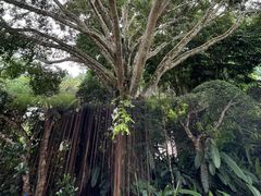 -中国科学院西双版纳热带植物园