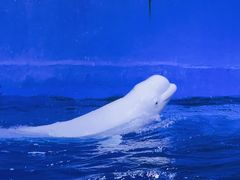 -海合安天津极地海洋公园
