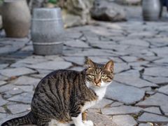 -西园寺