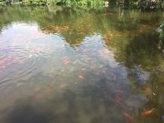 -西湖外事游船(花港观鱼码头)