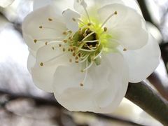 -香雪海