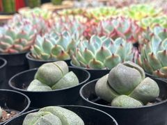 -鹿岛生活(熙地港店)