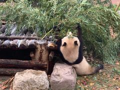 -杭州动物园