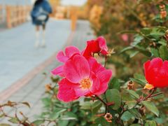 -白洋淀景区