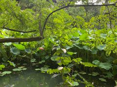 -三苏祠