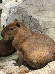 -Zoolung Zoolung动物主题公园(海信广场店)