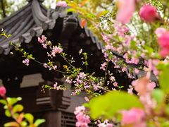 -南汇桃花村