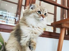 -猫小主咖啡·猫咖cat cafe(福田店)