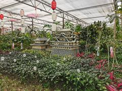 -南宫五洲植物乐园