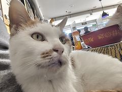 -平行世界·猫咖(首经贸店)