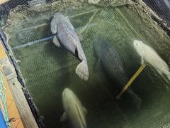 -蓝湾碧波·老字号·疍家非遗海上餐厅