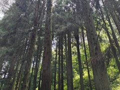 -玉舍国家森林公园