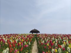 -径山花海