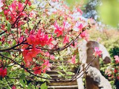 -木兰云雾山