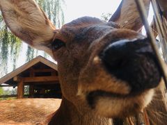 -静之湖湖畔餐厅