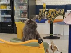 -平行世界·猫咖(首经贸店)