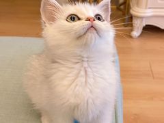 -东方名猫馆·英短金渐层布偶猫舍(环线广场1号楼店)