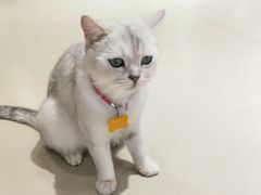 -藏猫猫咖啡主题馆(中央大道店)