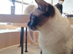 -CAT’S MEWSTAR CAFE·喵星球猫屋(晴湾咖啡店)