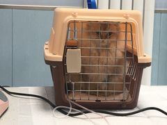 -纳吉亚猫专科动物诊疗中心(蒋宅口分院)