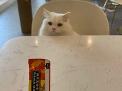 -飞行喵MR PILOT|猫舍·猫咖(静安大融城店)
